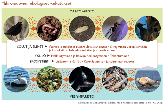 Mikromuovien ekologiset vaikutukset